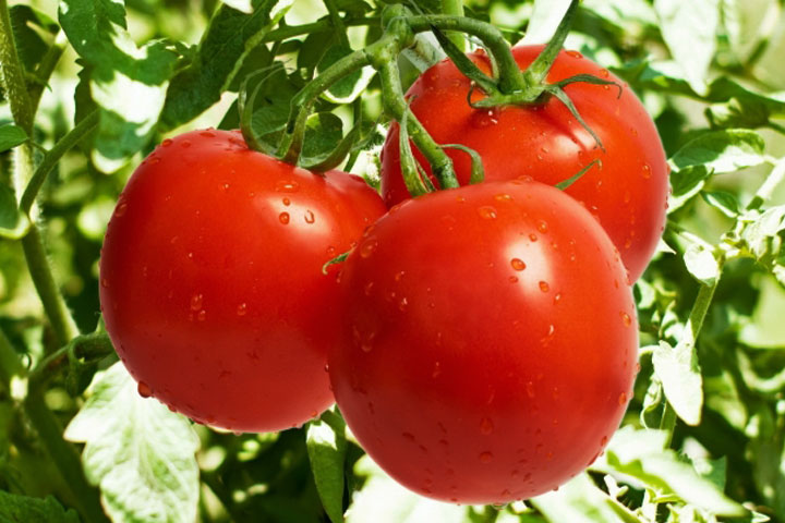 Tomato